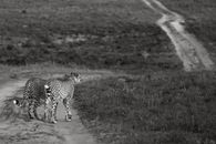 Acinonyx jubatus on sandy road in nature reserve