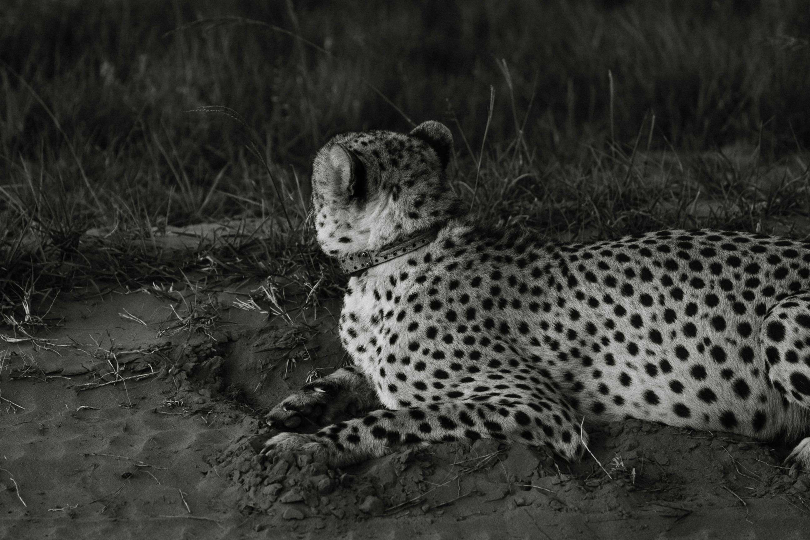 Black and white of Acinonyx jubatus in collar resting on sand next to grass in daytime