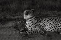 Black and white of Acinonyx jubatus in collar resting on sand next to grass in daytime