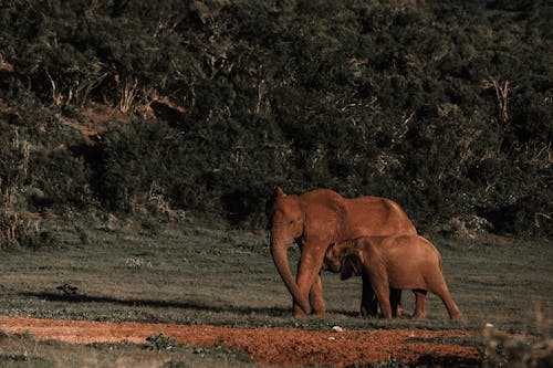 Baby elephant drinking mothers milk while walking in meadow next to slope in nature reserve