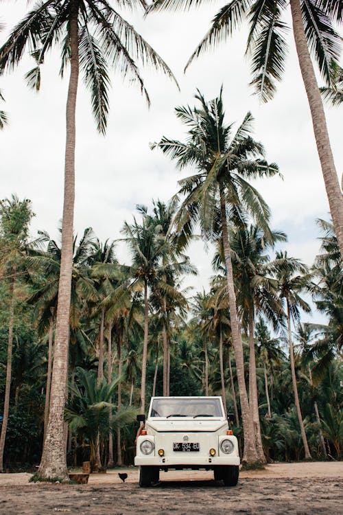 Car on ground among palms