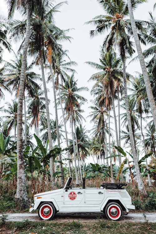 Car on road in jungle in daytime