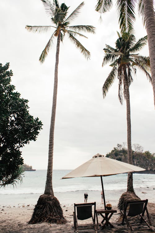 Tall tropical trees with dark green foliage over small chairs under umbrella on shore of ocean in daytime