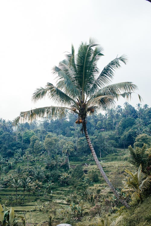 Grey sky over tall palm next to lush dark green rainforest and rice paddies on slopes in village in daytime
