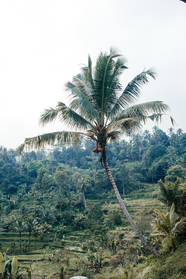 Tall Palm And Rice Paddies In Valley