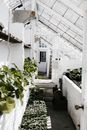 Flowers in green house in sunlight