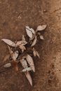Overhead view of thin branch with small dry leaf blades on brown ground in daytime