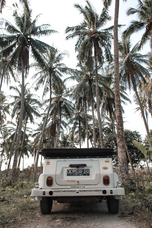 White vintage convertible car on roadway between tall palm trees in tropical valley