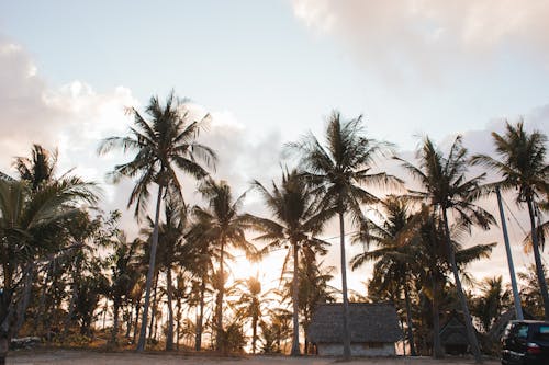 Picturesque scenery of tall lush palm trees growing on shore near structure under bright sky at sundown