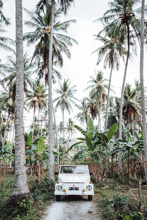 Vintage car on route between palm trees and tropical vegetation under clear sky