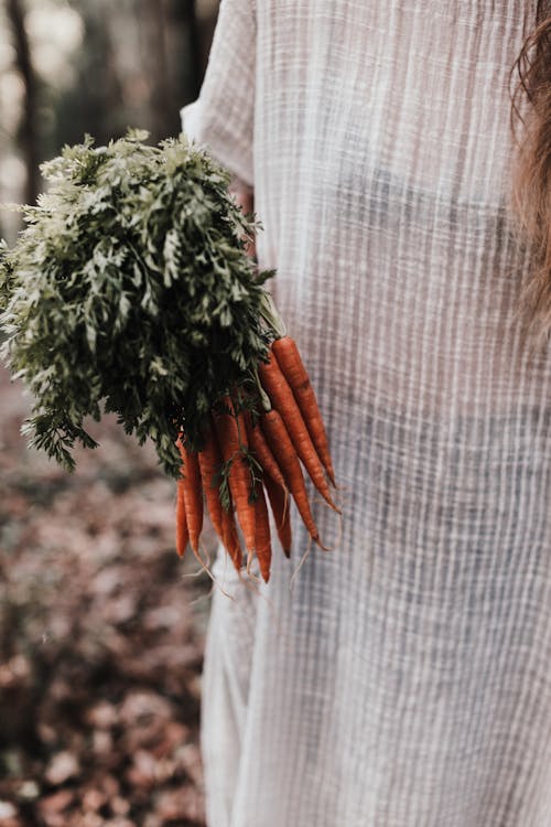 Crop anonymous female horticulturist with bundle of small carrots with greenery leaves on farm