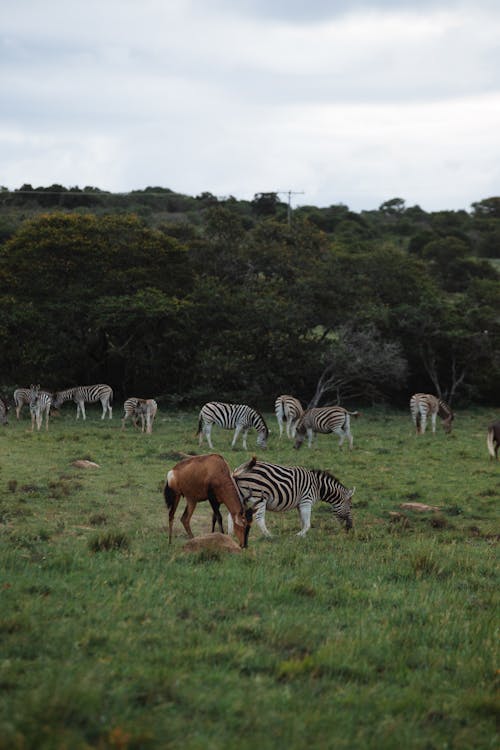 Zebras grazing in pasture of savanna in summer