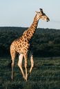 Giraffe with patterned coat standing on green meadow with mountain behind in savanna in soft sunlight