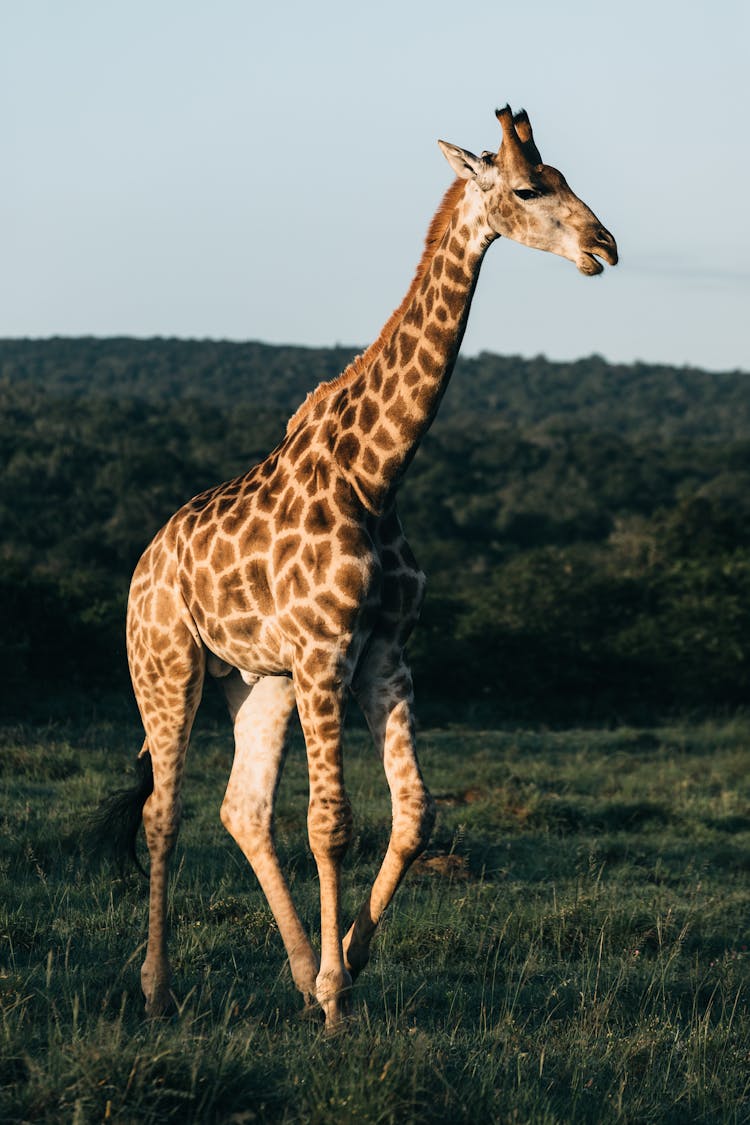 Giraffe On Meadow Against Mount With Trees