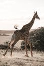 Giraffe running on lawn near shrub on summer day