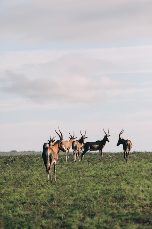 Gratis arkivbilde med åker, antilope, artiodactyla