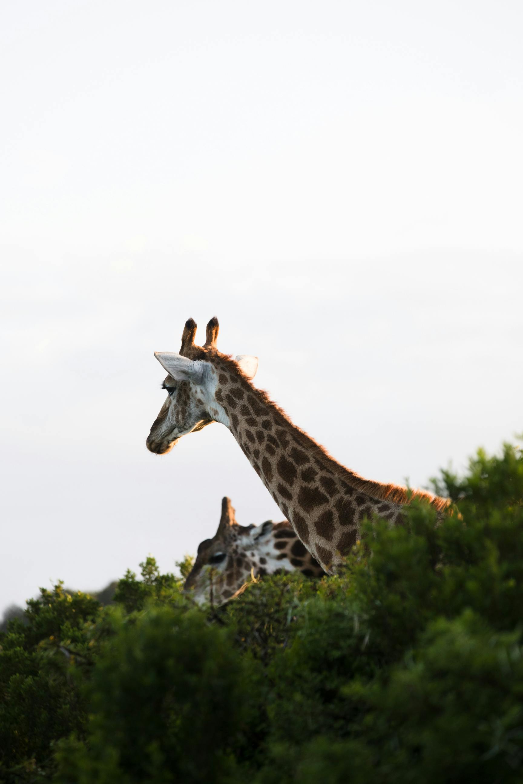 giraffes eating shrub leaves under white sky