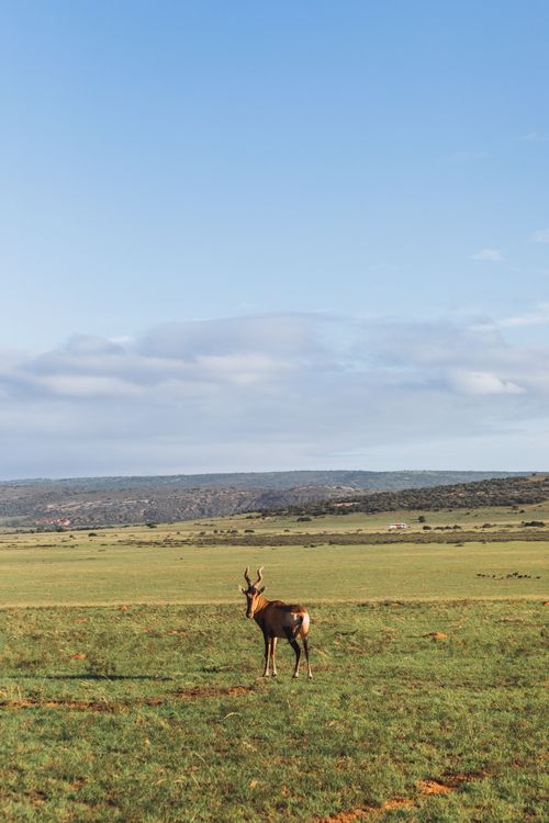 Free Wild antelope with brown coat standing on grass against mountain under blue cloudy sky in daylight Stock Photo