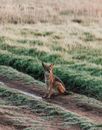 Jackal resting on pathway near grass in savanna
