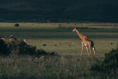 Wild giraffes walking on grass near antelopes and greenery shrubs on hill in savanna in twilight