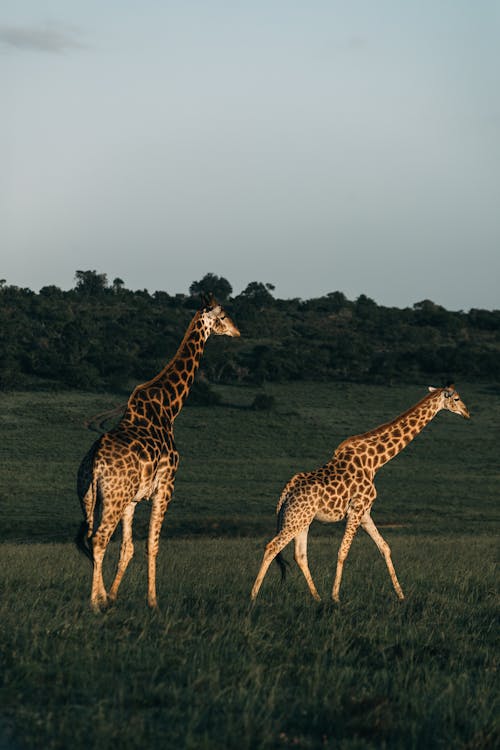 Free Two Giraffes on Grassland Stock Photo