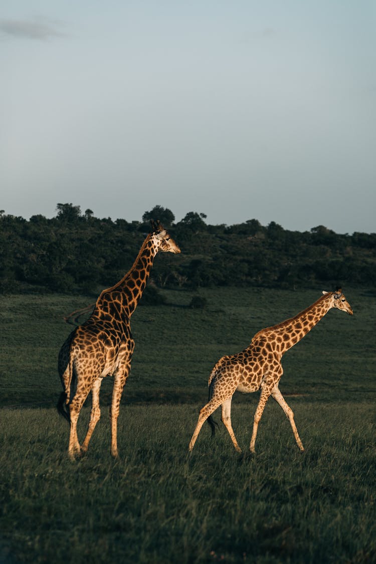 Two Giraffes On Grassland