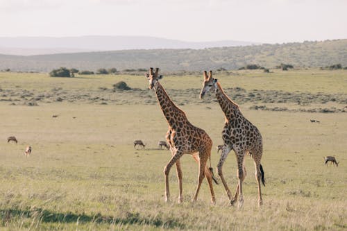 Giraffes with ornamental coat strolling on meadow against greenery mounts and antelopes grazing on summer day