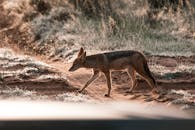 Jackal walking on sandy land with shiny grass