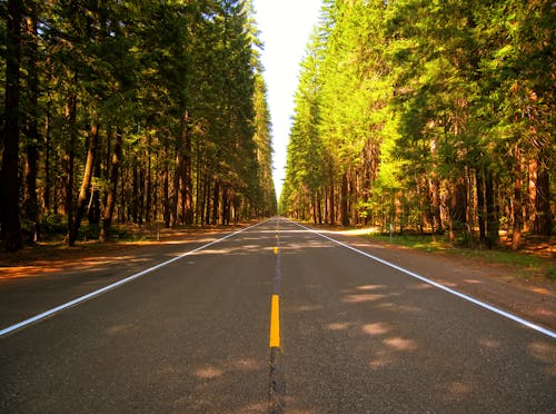 Concrete Road Between Trees