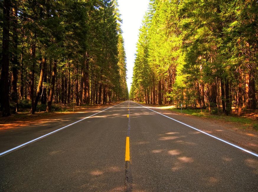 forest, nature, road
