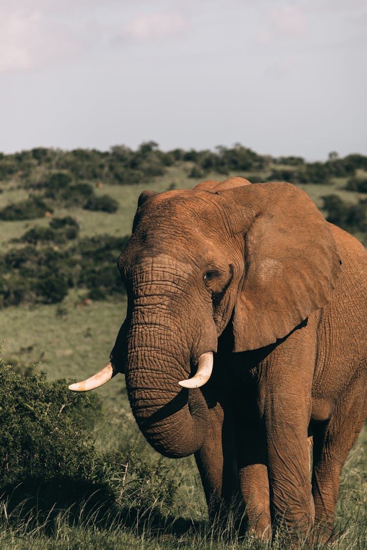 Big Elephant On Grass Hill With Bushes In Savanna