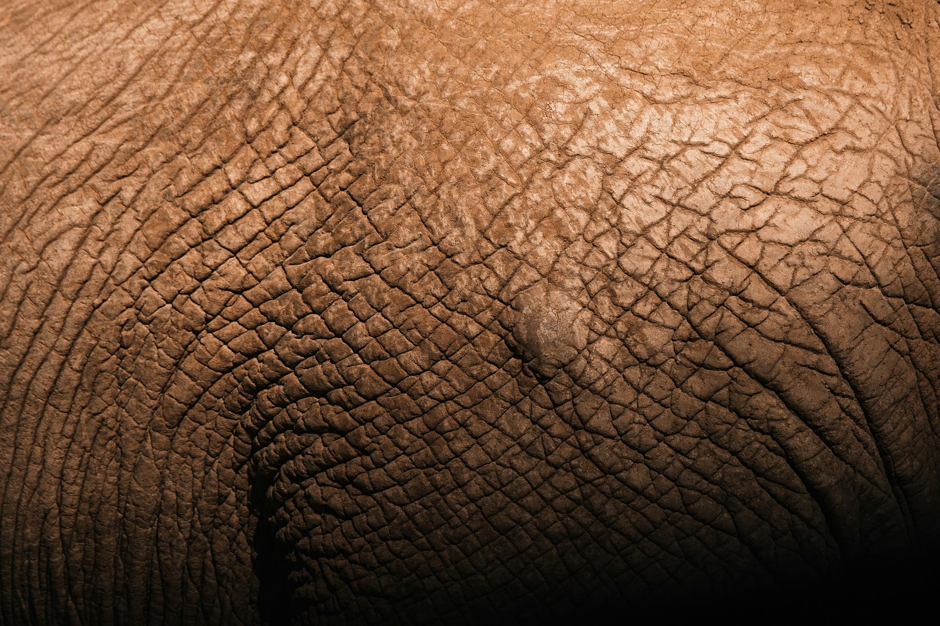 Closeup backdrop of tough brown elephant skin with decrepit texture and uneven surface in daylight