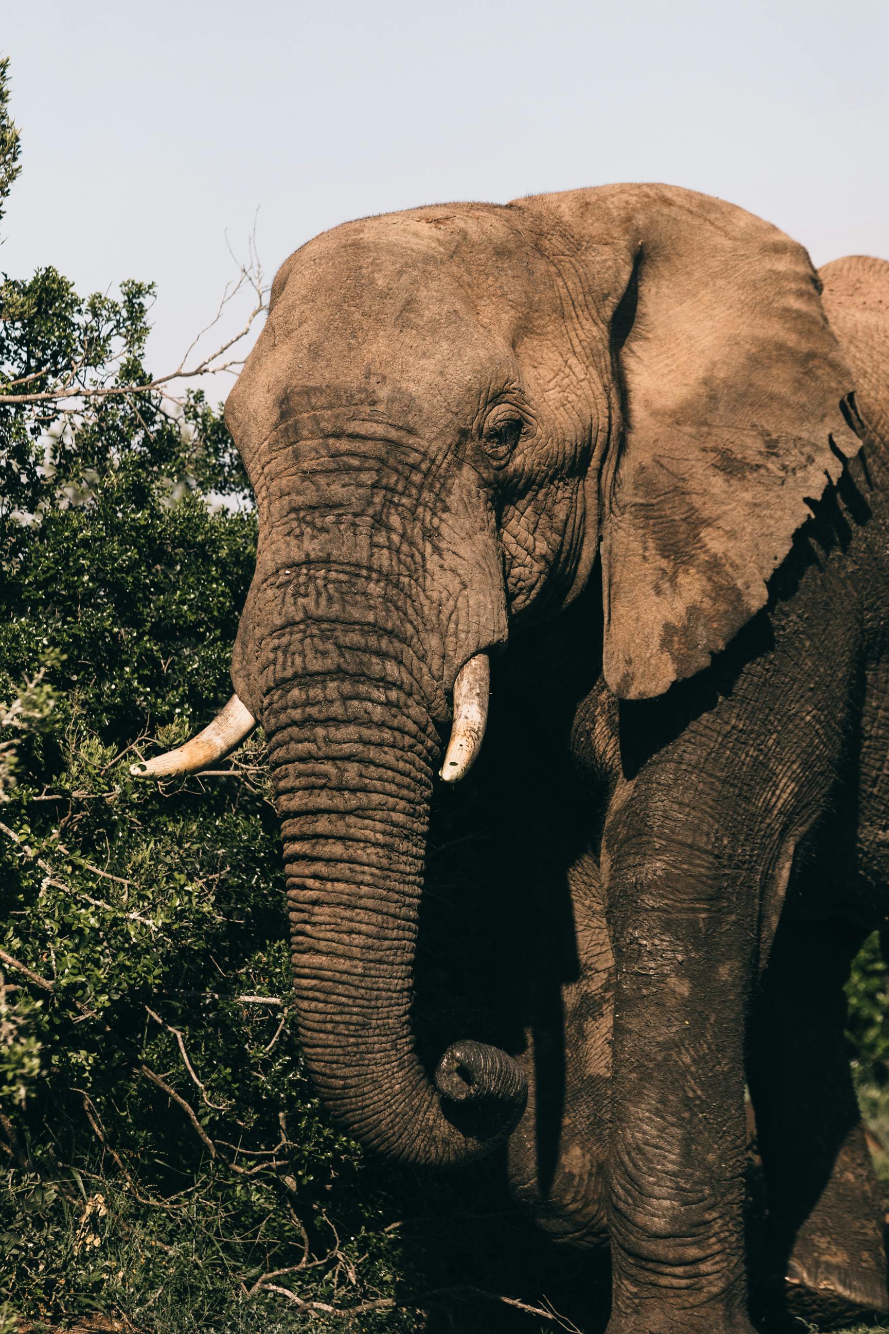 Elephant with long trunk near shrub on summer day · Free Stock Photo