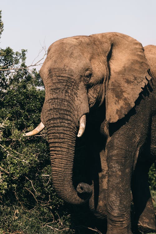 Elephant with long trunk near shrub on summer day