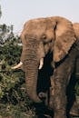 Elephant with long trunk near shrub on summer day