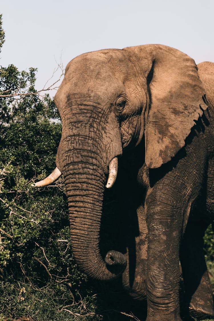 Elephant With Long Trunk Near Shrub On Summer Day