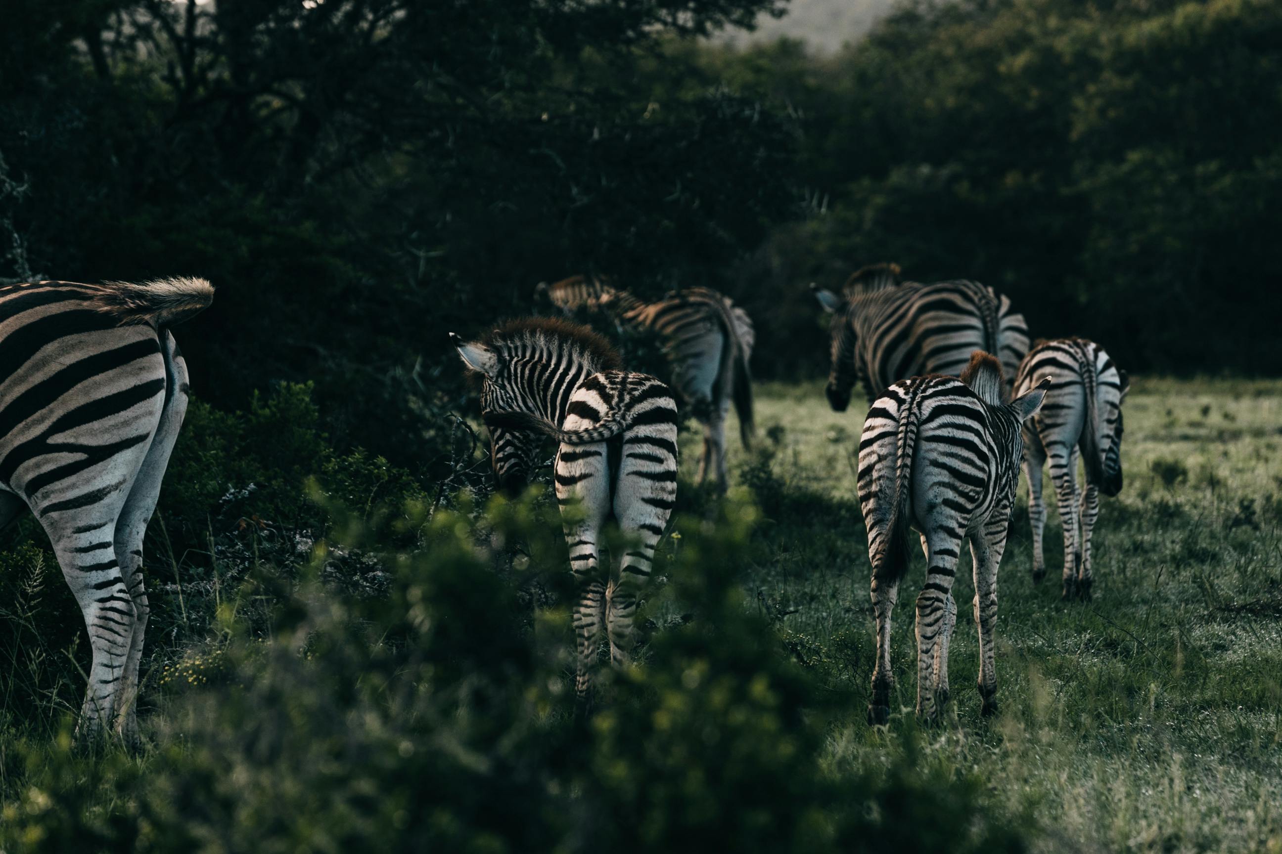 zebras walking on meadow near trees in evening