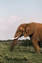 Elephant grazing in pasture under cloudy sky