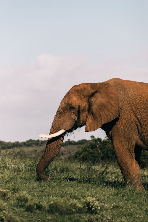 Free Strong elephant with pointed tusks and long trunk feeding on green lawn in savanna Stock Photo