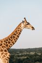 Giraffe with short hairy horns and mane on long neck against greenery trees on lawn in sunlight