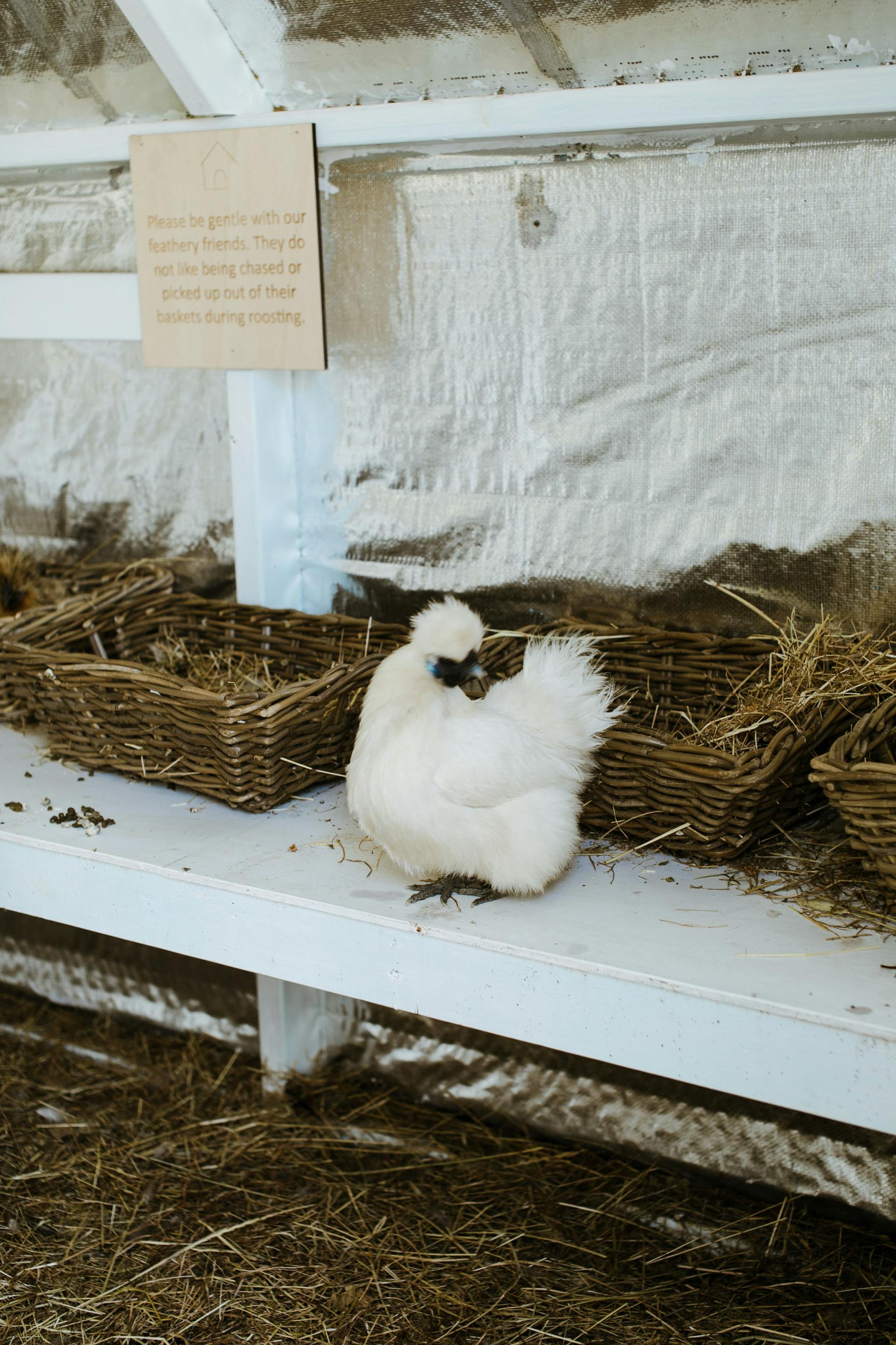 chinese hen near wicker baskets on farm