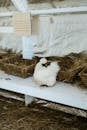 Chinese hen near wicker baskets on farm
