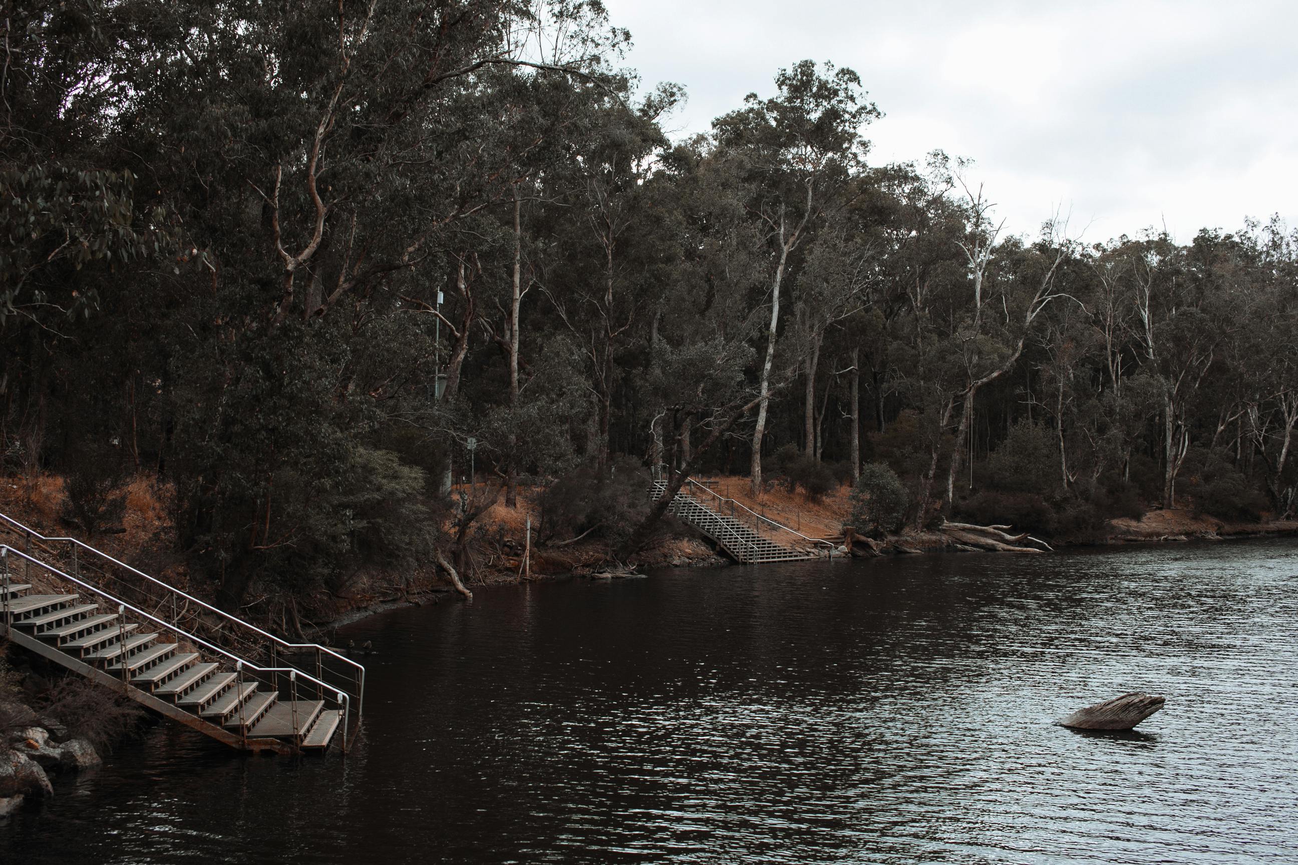 tree removal narrabeen