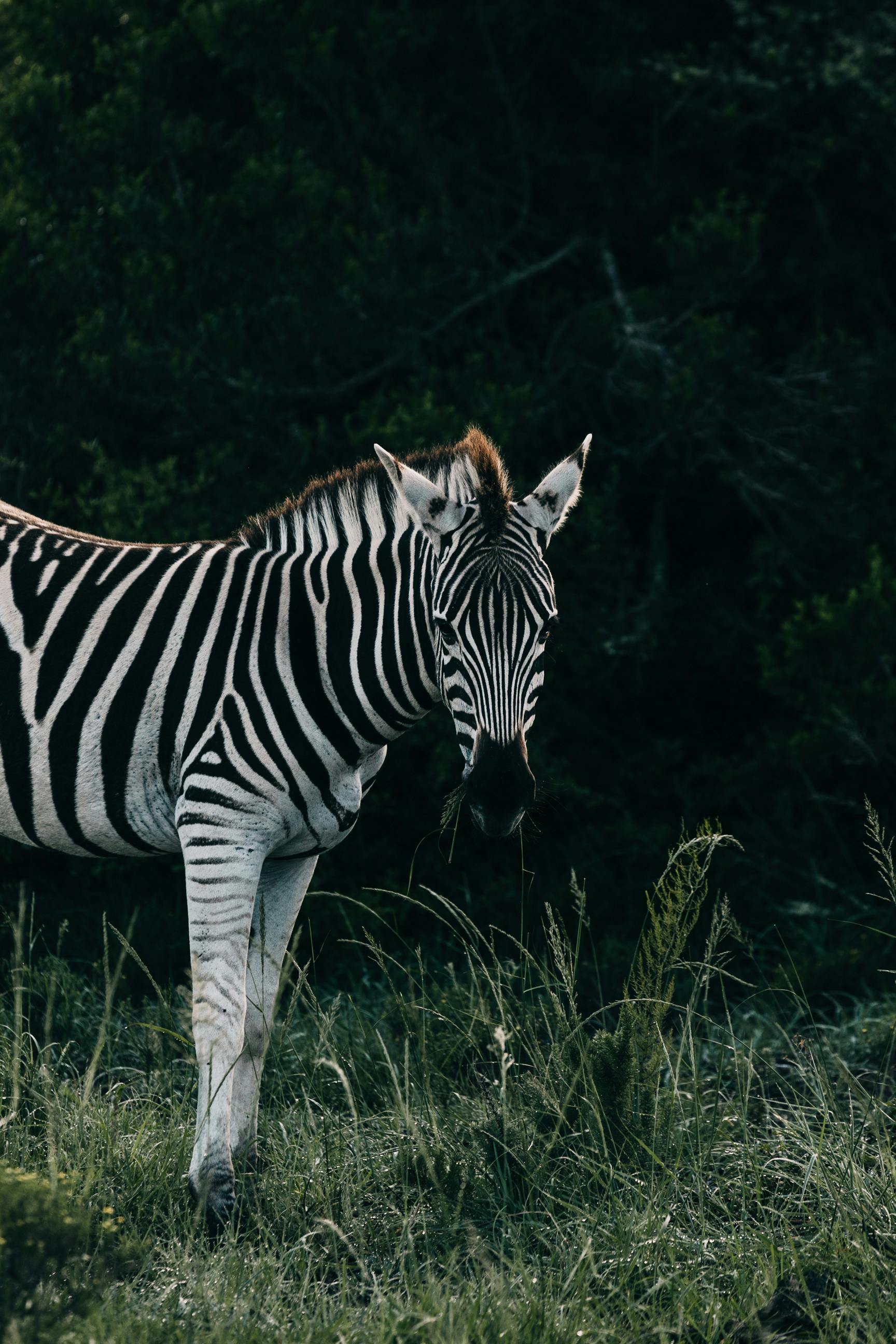 Zebra on green lawn on summer day