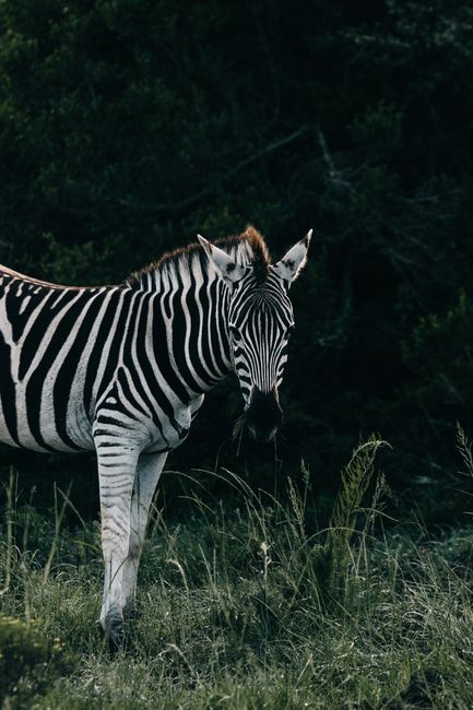 Zebra with mane and striped coat standing on grass in savanna in daytime