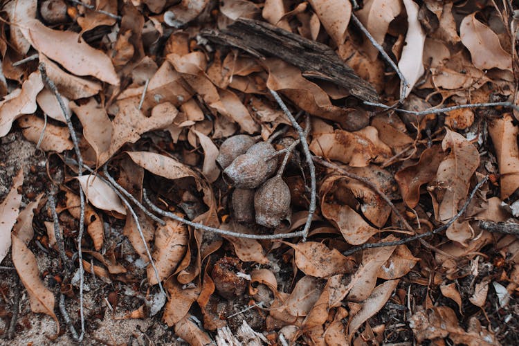 Background Of Faded Leaves In Autumn Park