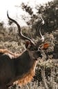 Woodland antelope with wavy horns in savanna