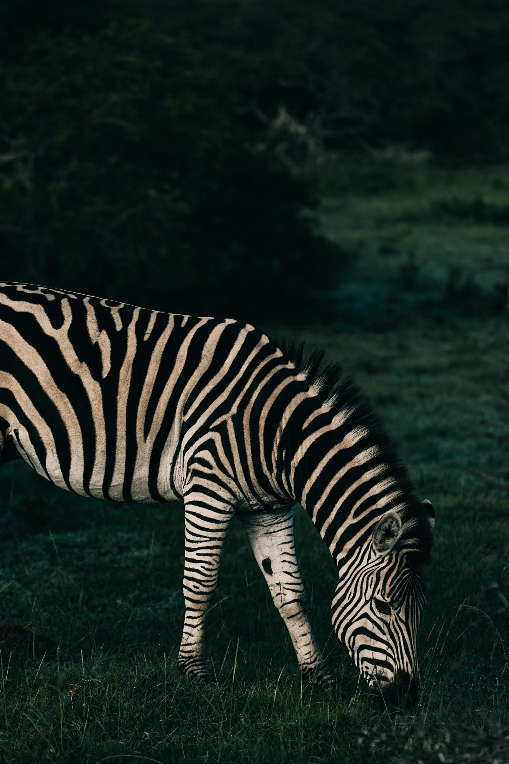 What animals are forbidden to eat in the Bible?