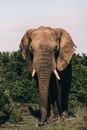 Big elephant on lawn with shrubs behind