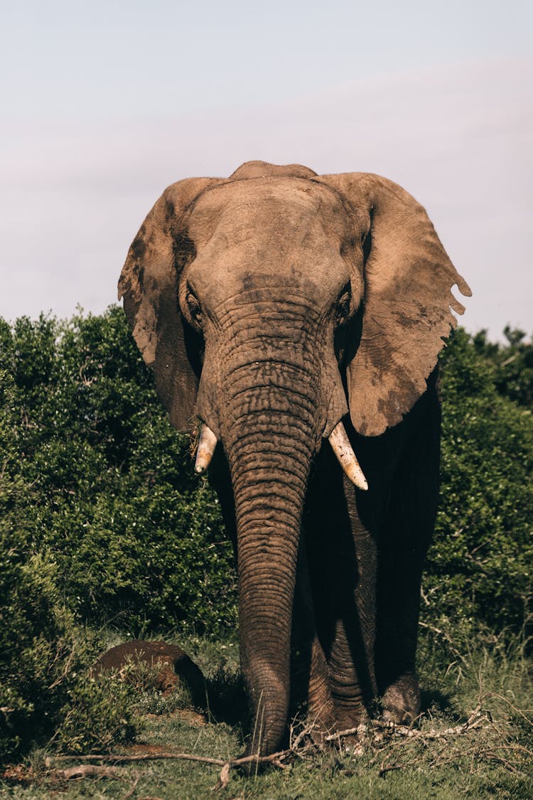 Big Elephant On Lawn With Shrubs Behind